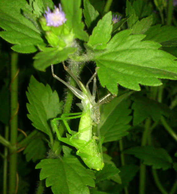 DSC_8725.jpg