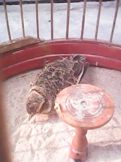 IMG0053A.jpg