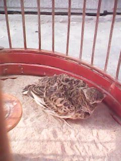 IMG0056A.jpg