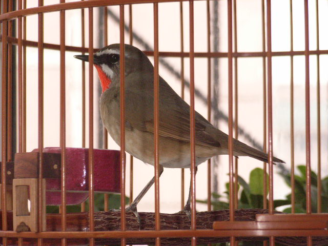 RIMG0005.JPG