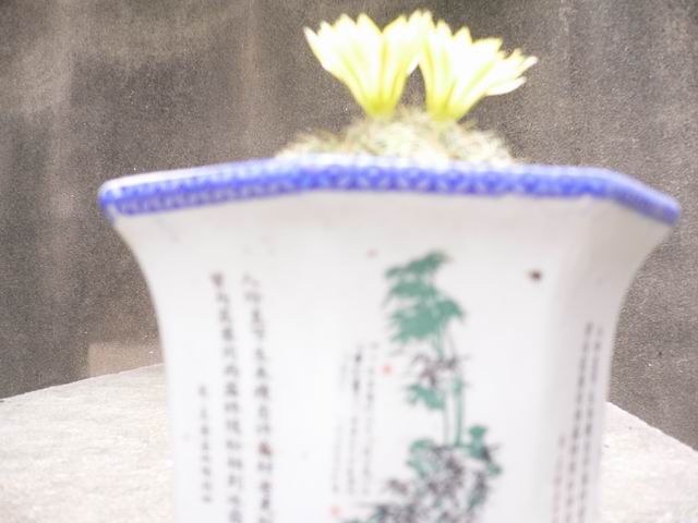 P1060019.JPG