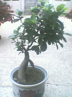 IMG0262A.jpg