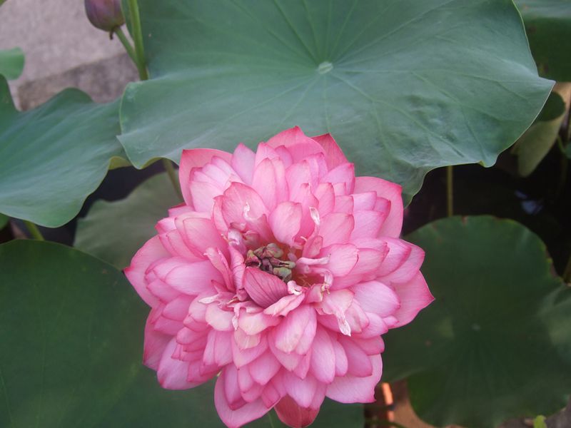 碗莲 008.jpg
