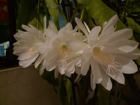 P1010594_调整大小.JPG