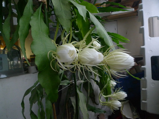 P1010558_调整大小.JPG