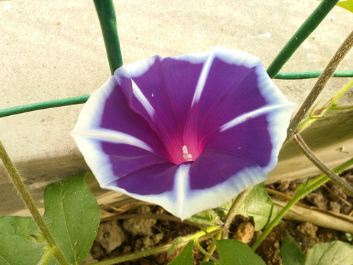 20140609_072514_副本.jpg