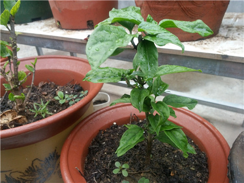 20140614_074118.jpg