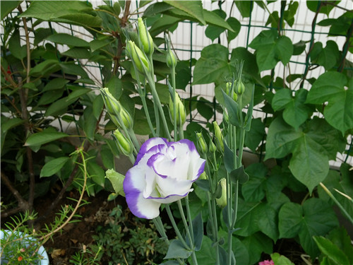 20140729_065856.jpg