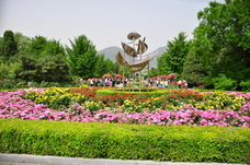 多种月季.jpg