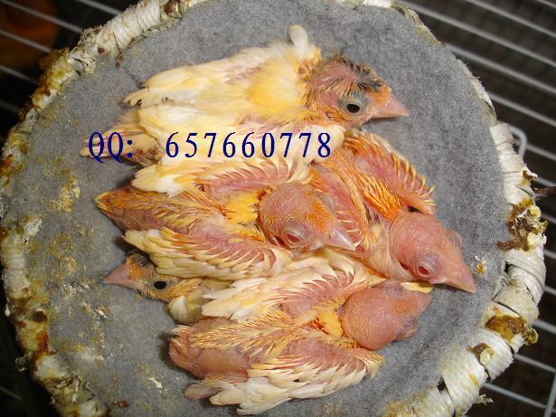 红红眼顶子 (2).JPG
