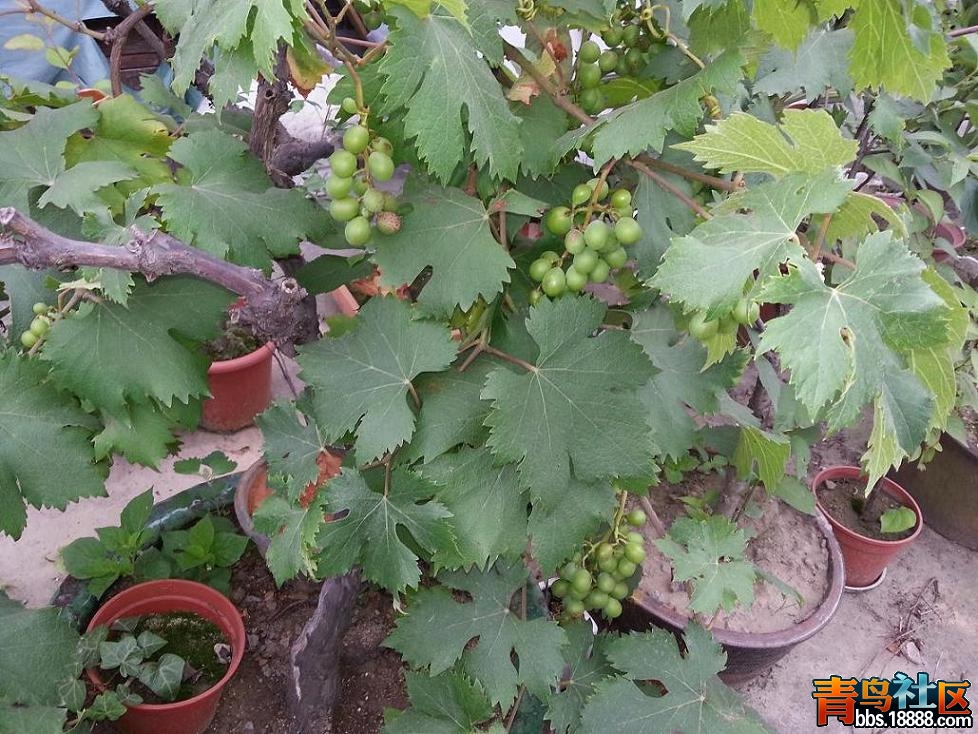 20140611_054532.jpg