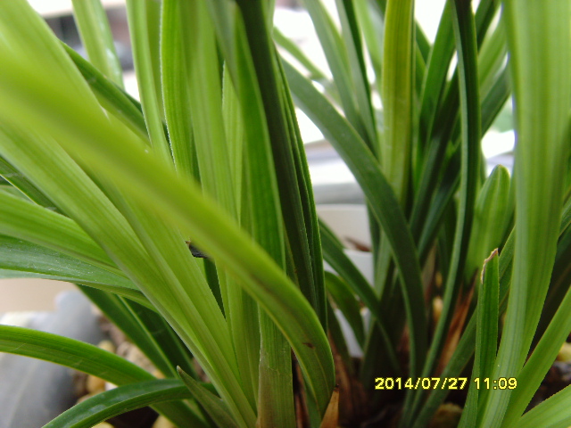 SNV37839.JPG