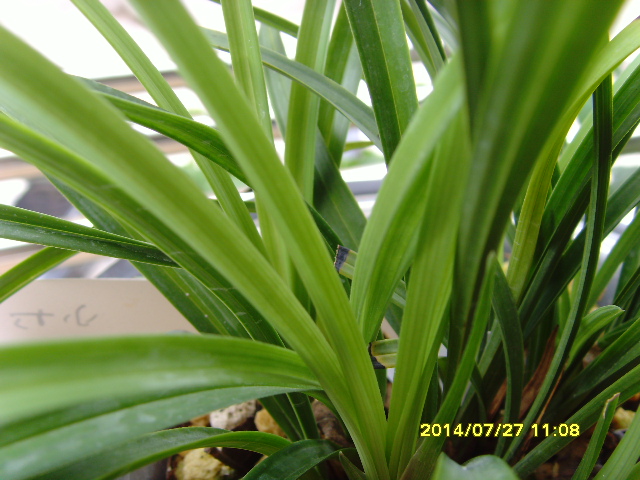 SNV37836.JPG