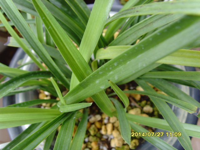 SNV37840.JPG