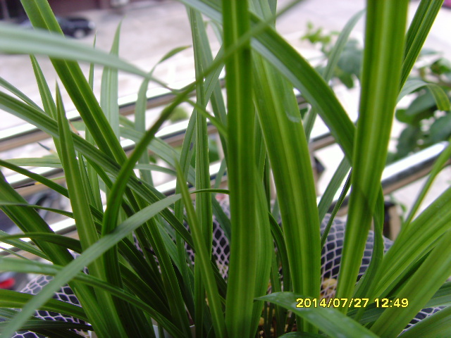 SNV37868.JPG