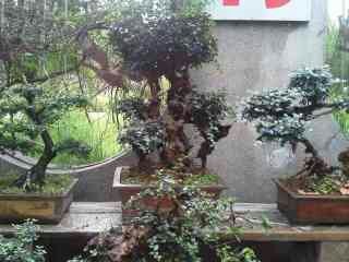 BigBull_1406007326015.jpg