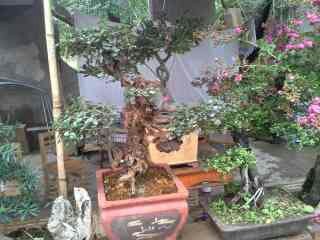 BigBull_1406007353507.jpg