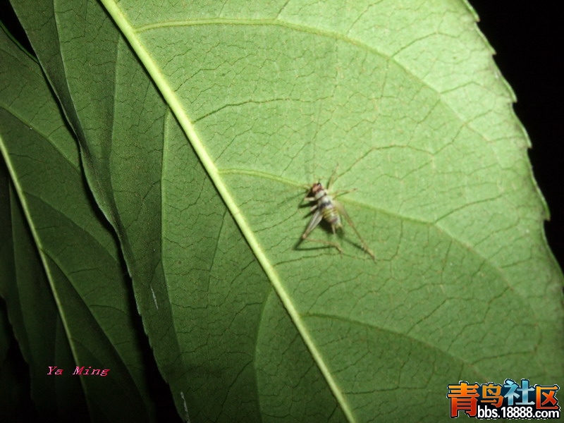 DSCF2936.jpg