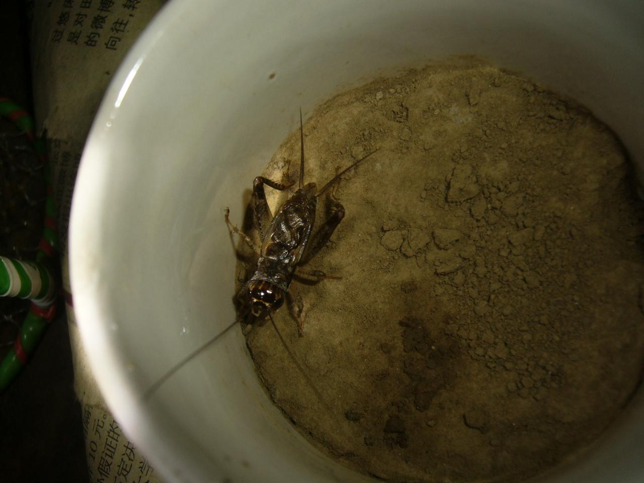 P1110530.JPG