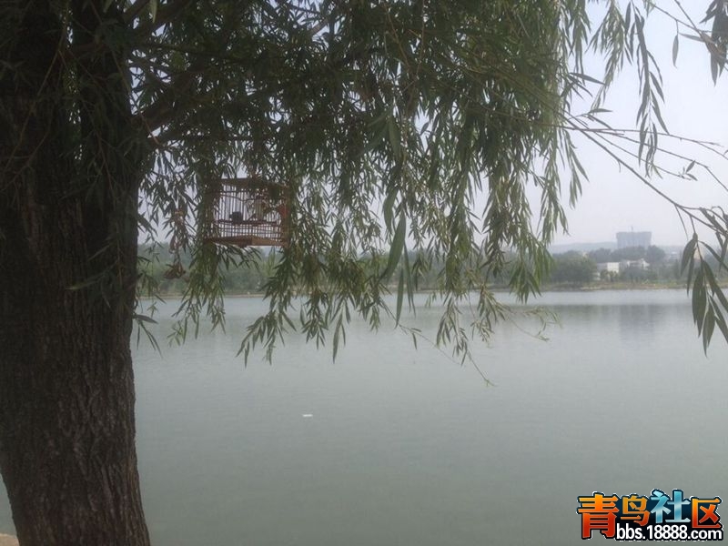 河边遛鸟3.jpg
