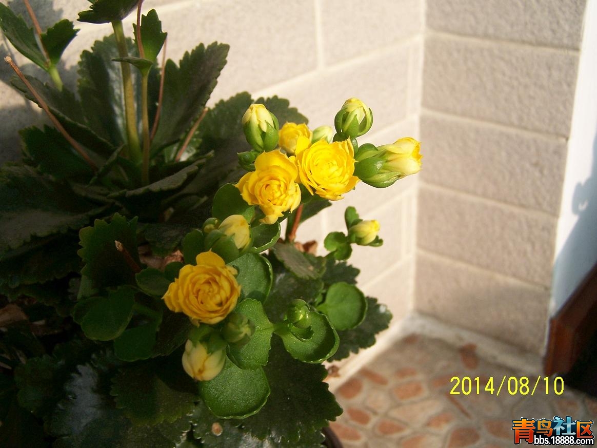 2014长寿花405.JPG