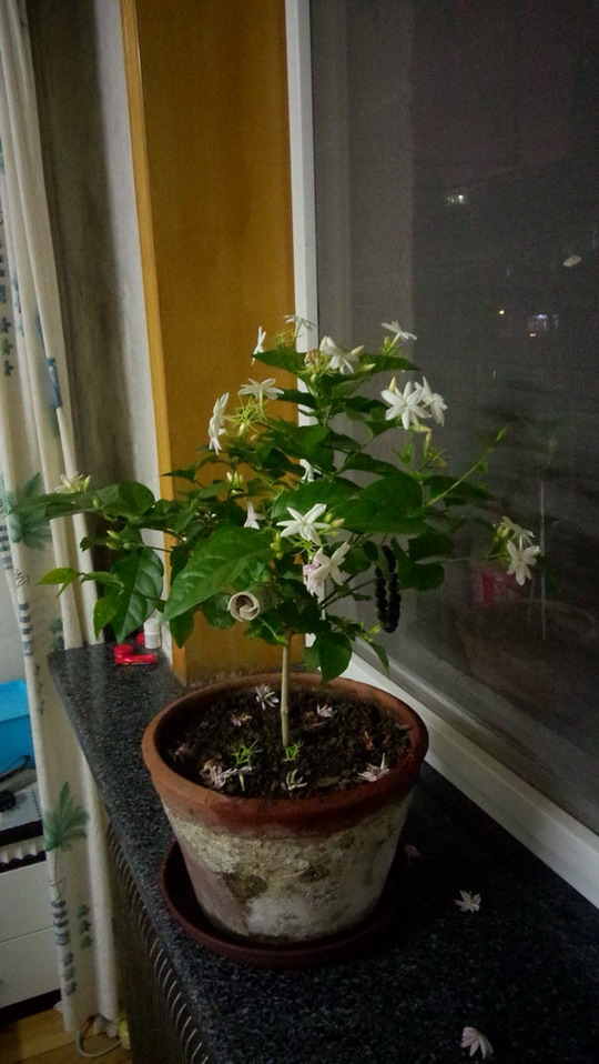 IMG20140821214038.jpg