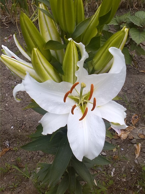 13朵的白色香水百合 (3)_副本.jpg