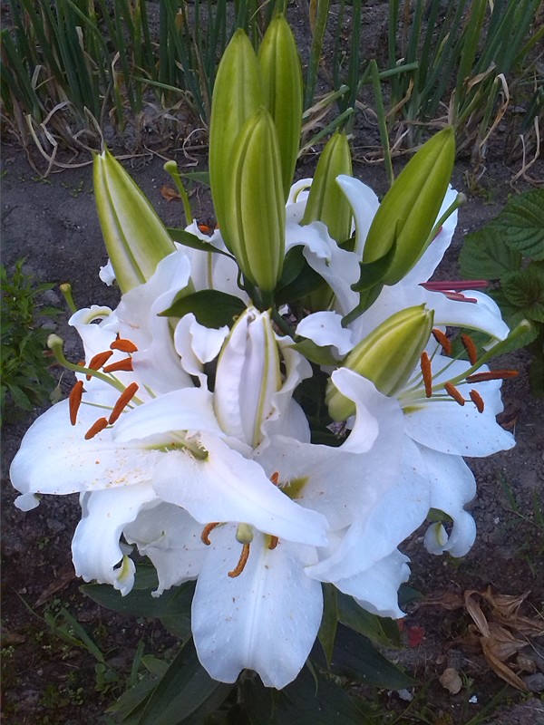 13朵的白色香水百合 (8)_副本.jpg