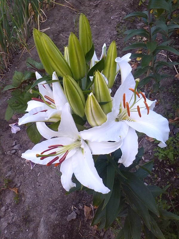 13朵的白色香水百合 (5)_副本.jpg