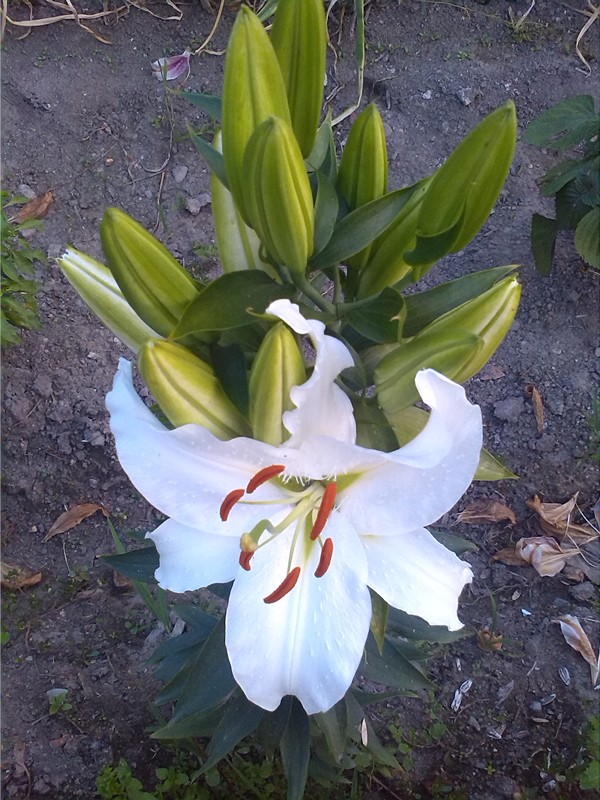 13朵的白色香水百合 (2)_副本.jpg
