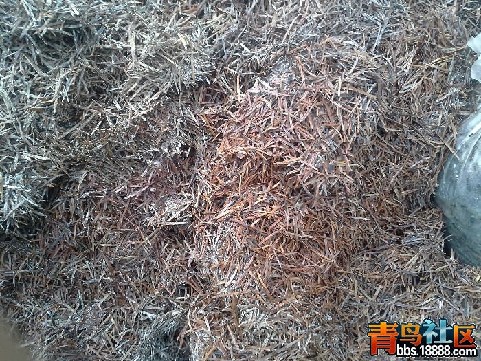 BigBull_20140812_101215.jpg