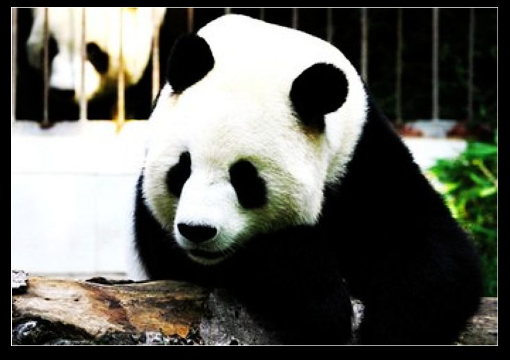 nEO_IMG_t01f85c75b41de50760.jpg