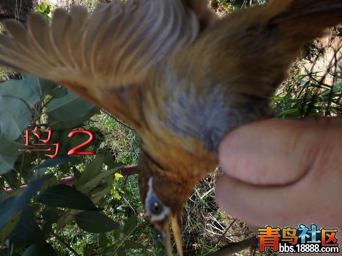 照片10鸟2老山_调整大小.jpg