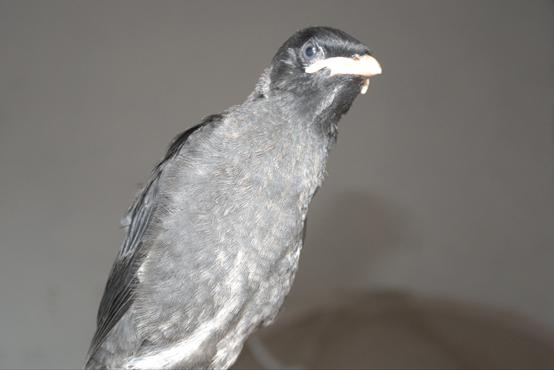 DSC_1713_副本.jpg