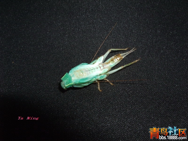 DSCF2842.jpg