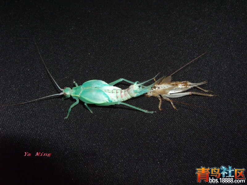 DSCF2876.jpg