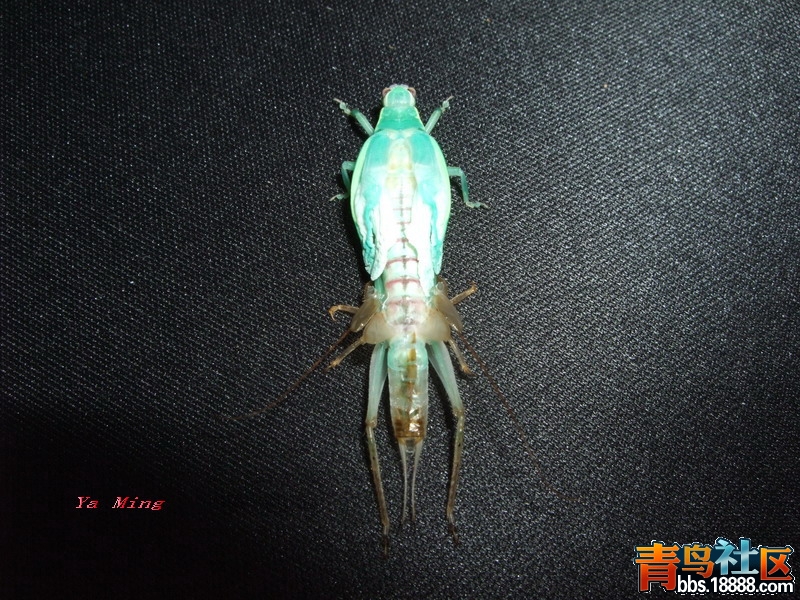 DSCF2851.jpg