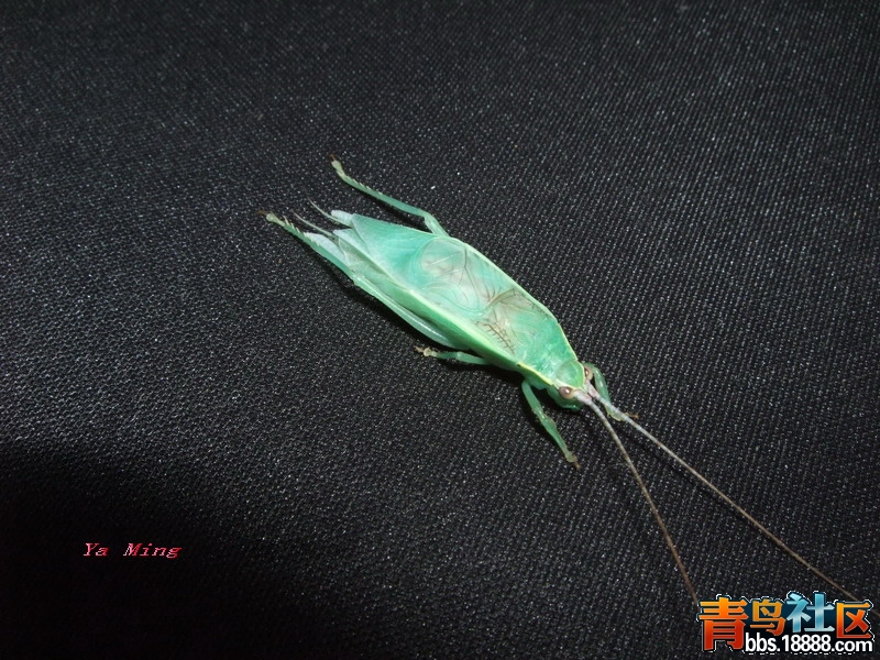 DSCF2926.jpg