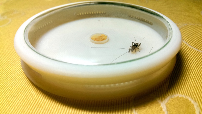 IMAG0774.jpg