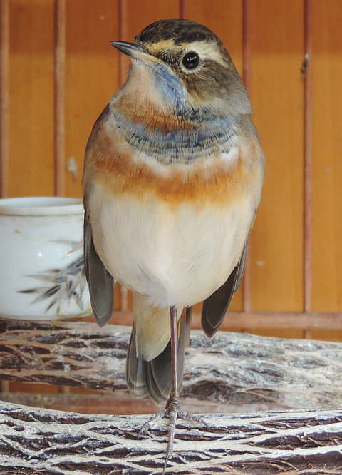 DSCN8956.JPG