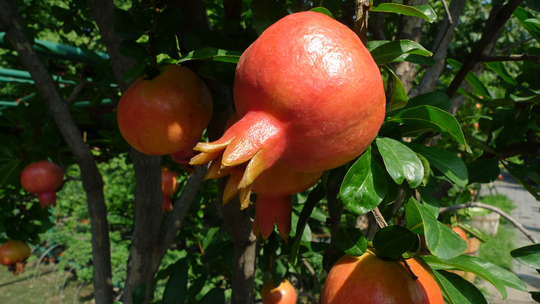 P1050354_调整大小.JPG