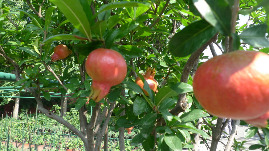 P1050352_调整大小.JPG