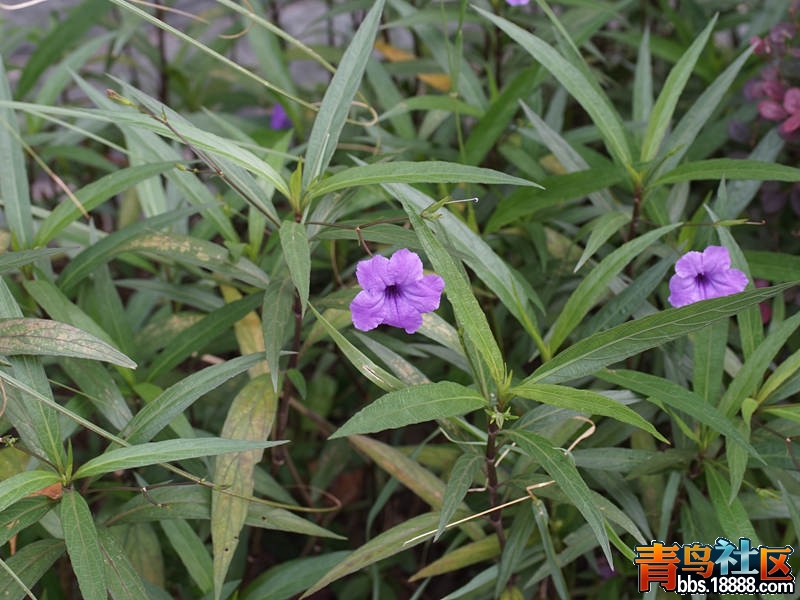 DSC01282_副本.jpg