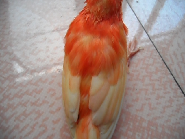 SAM_0014.JPG