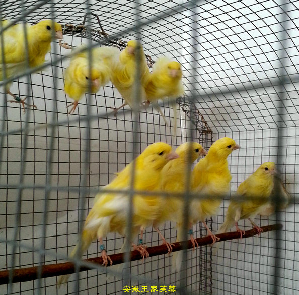2014年换毛中的小黄卷_01.jpg