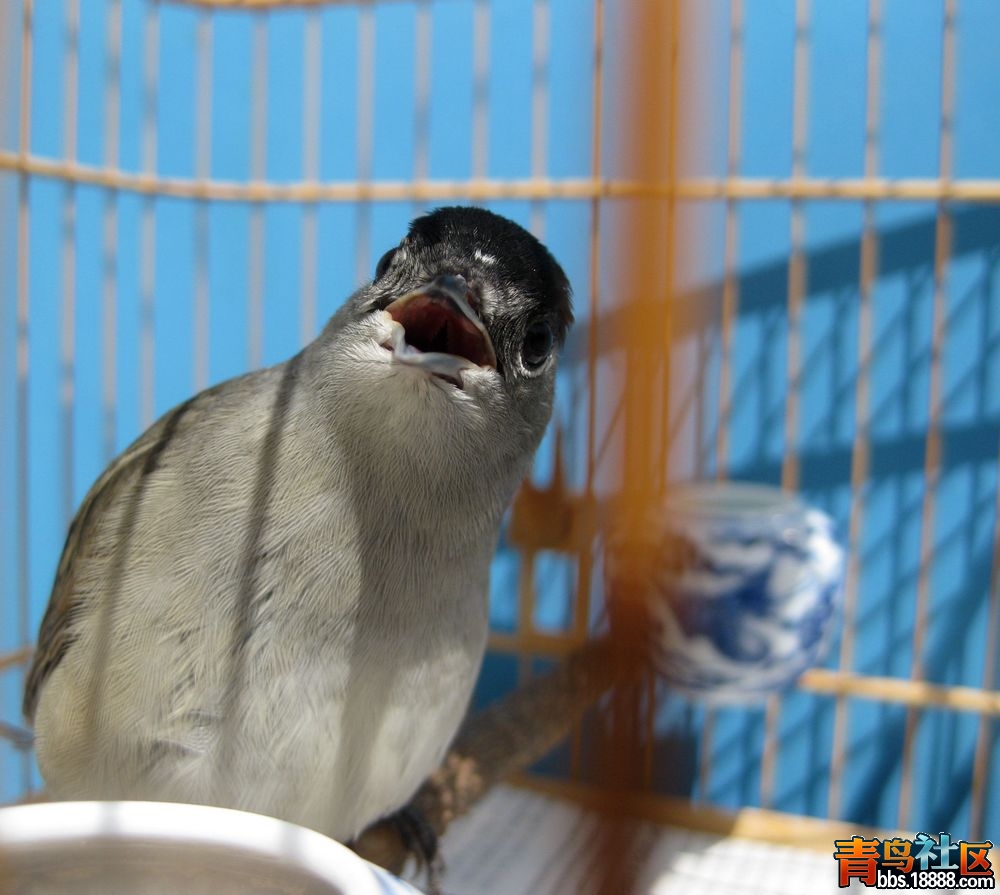 heiding1.jpg