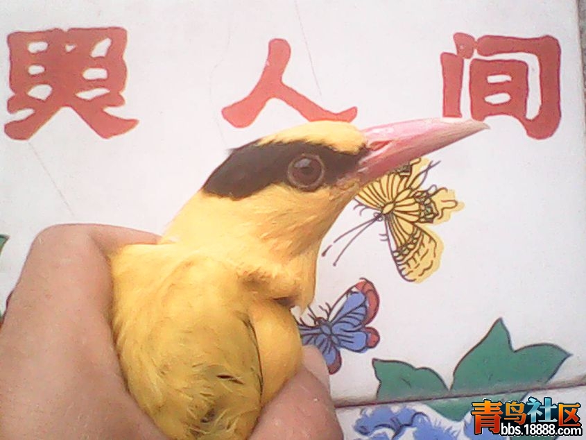 DSC_0000371_副本.jpg