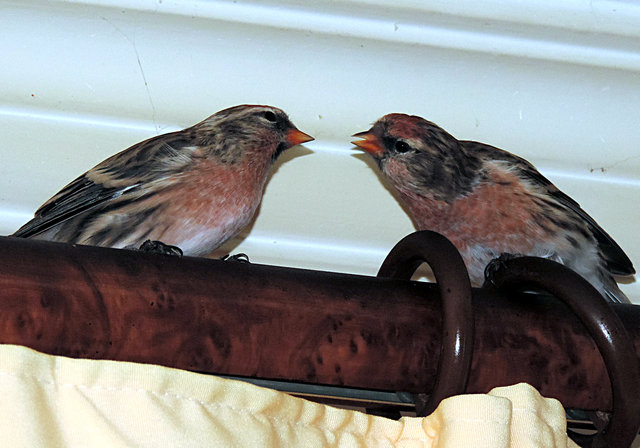 DSCN9275.JPG