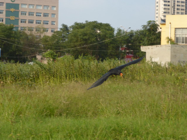 P1000863.jpg