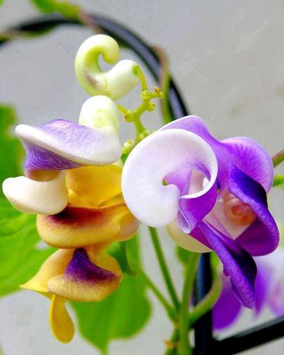 花5.JPG